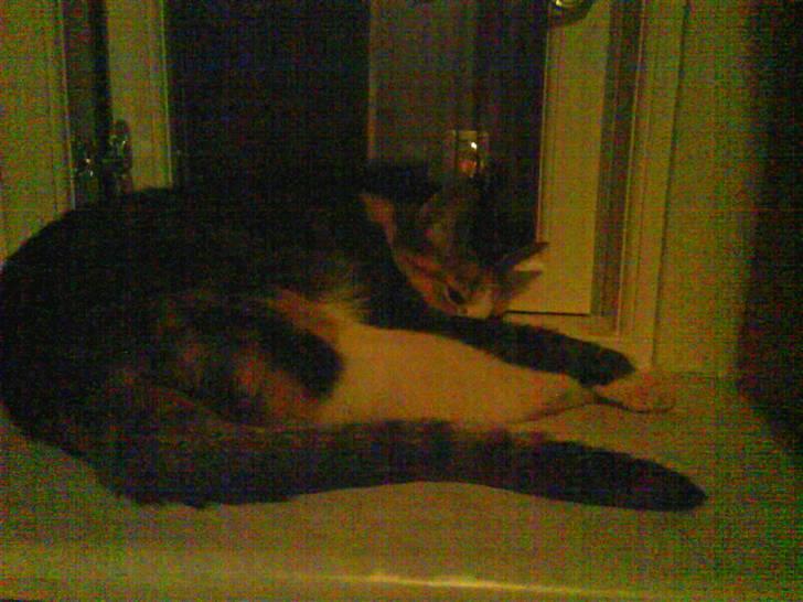 Blanding af racer Ronja - sover  billede 14