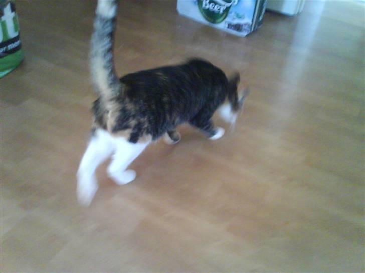 Blanding af racer Ronja - snuser lidt rundt billede 15