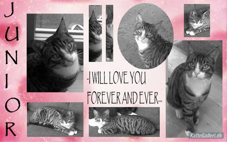 Blanding af racer Junior billede 15