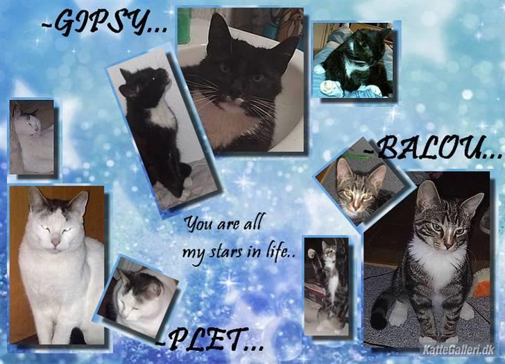 Huskat Plet billede 15