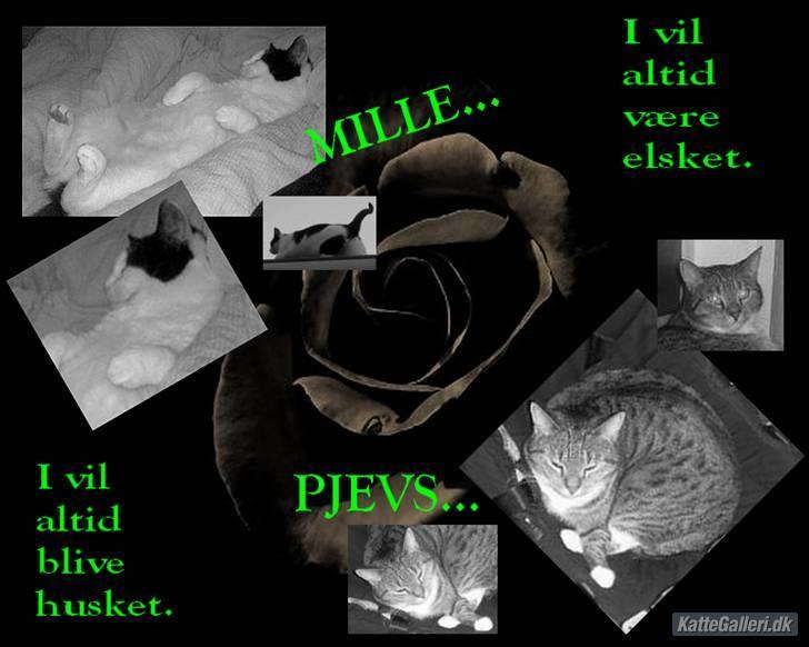 Huskat Pjevs billede 3