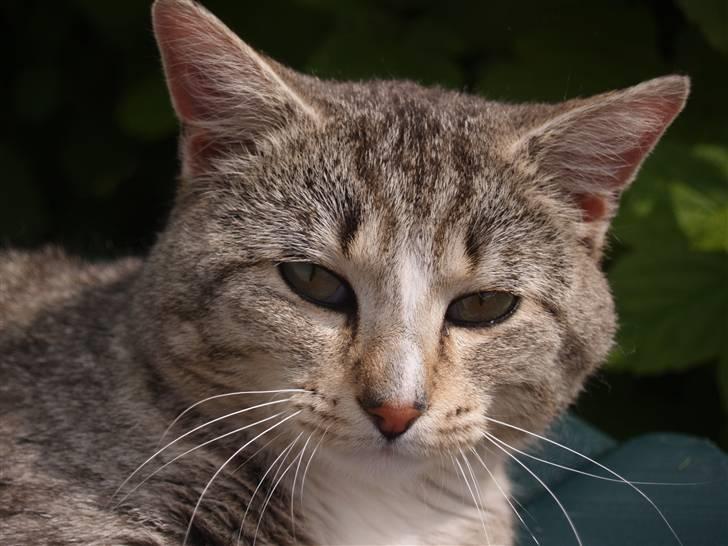 Huskat Giig *VÆK* - GiiG billede 9