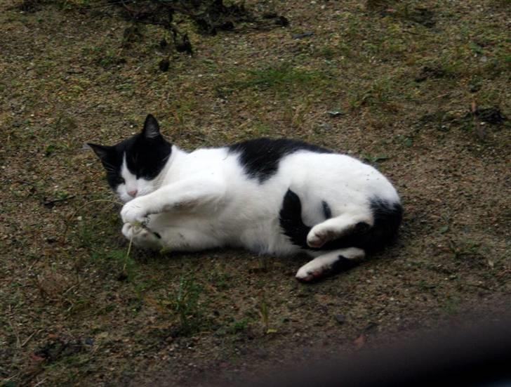 Huskat Kitti billede 1