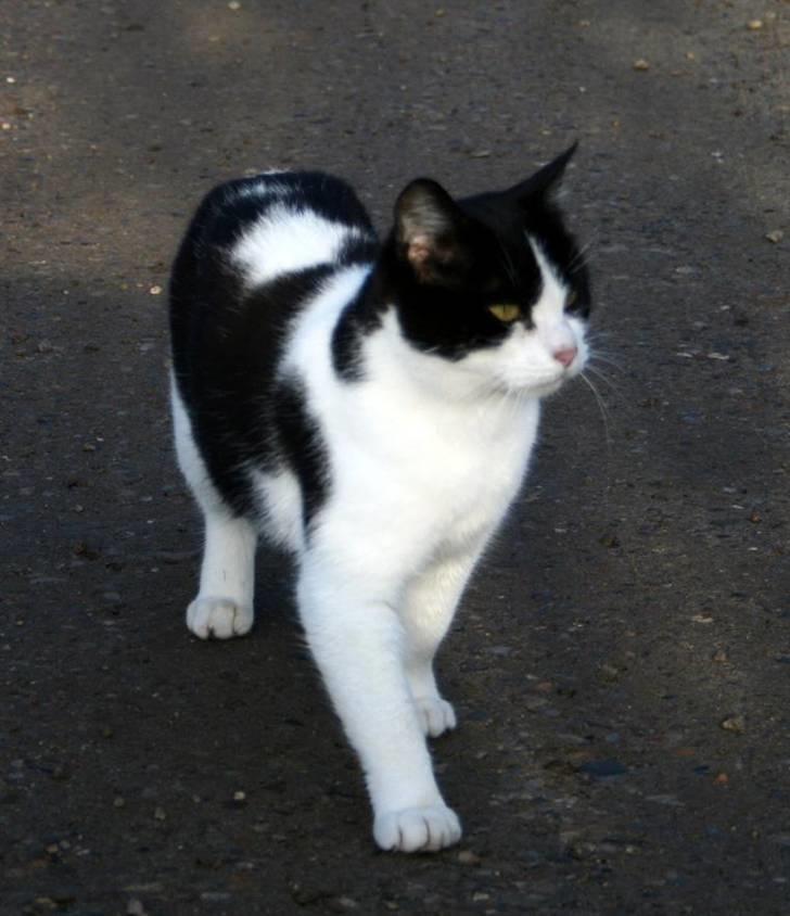 Huskat Kitti billede 2