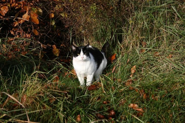 Huskat Kitti billede 3