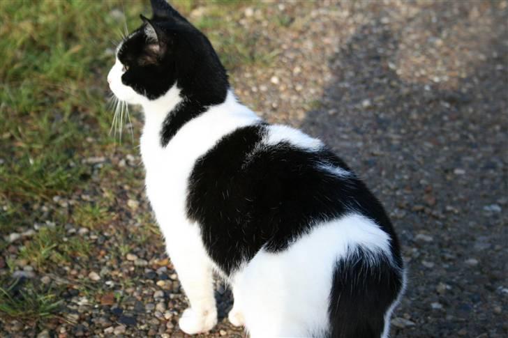 Huskat Kitti billede 4