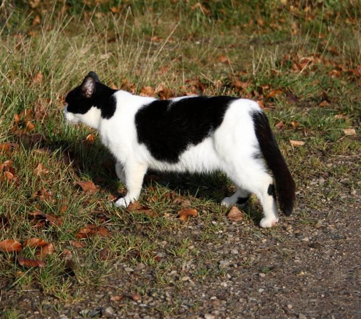 Huskat Kitti billede 5