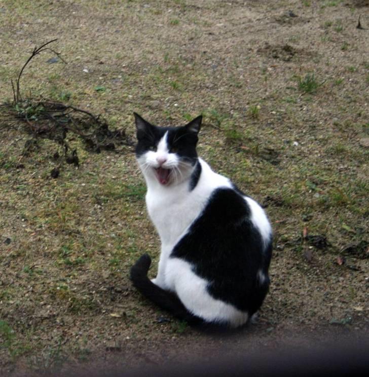 Huskat Kitti billede 6