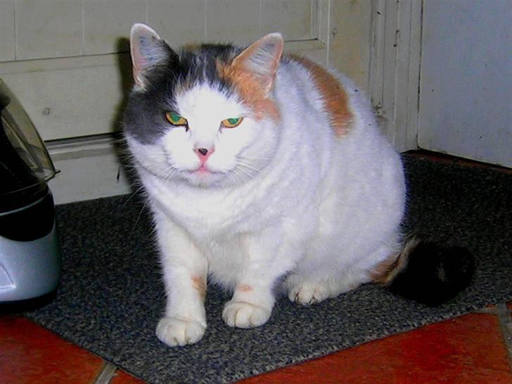 Blanding af racer Bertha - RIP billede 1