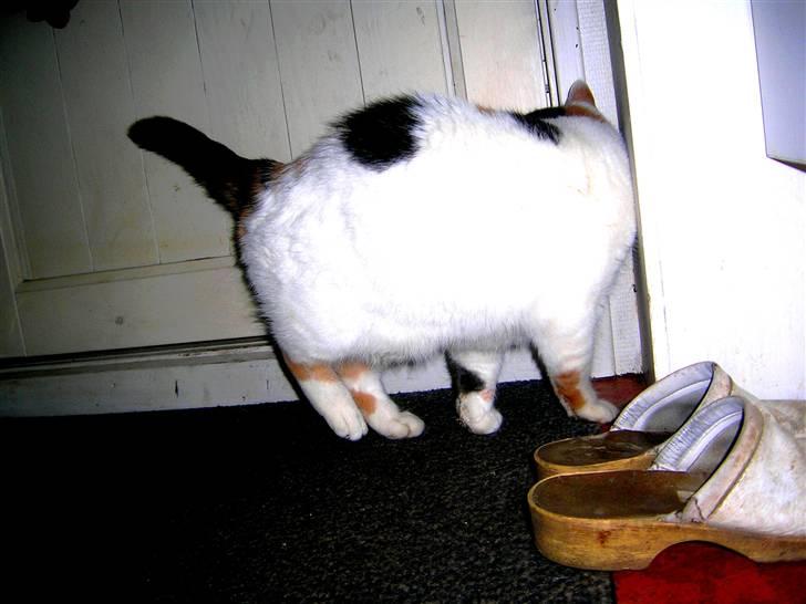 Blanding af racer Bertha - RIP billede 2