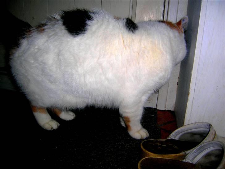 Blanding af racer Bertha - RIP billede 3