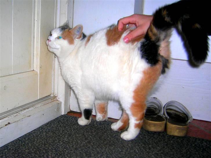 Blanding af racer Bertha - RIP billede 4