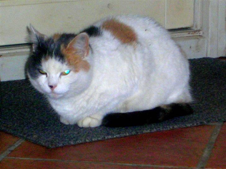 Blanding af racer Bertha - RIP billede 5