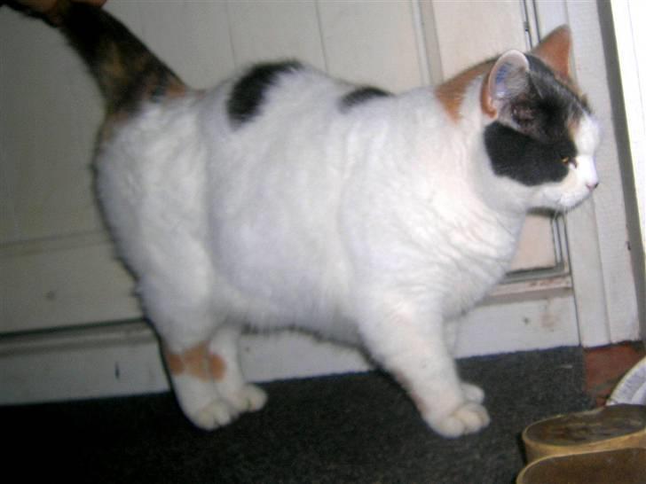 Blanding af racer Bertha - RIP billede 6