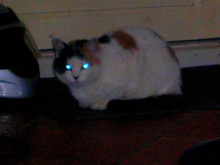 Blanding af racer Bertha - RIP billede 7