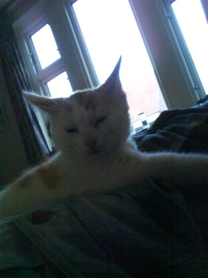 Blanding af racer Charlie billede 3