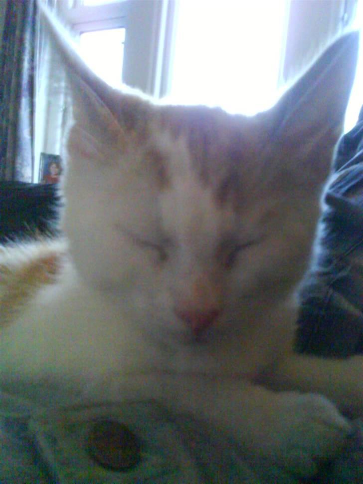 Blanding af racer Charlie billede 4