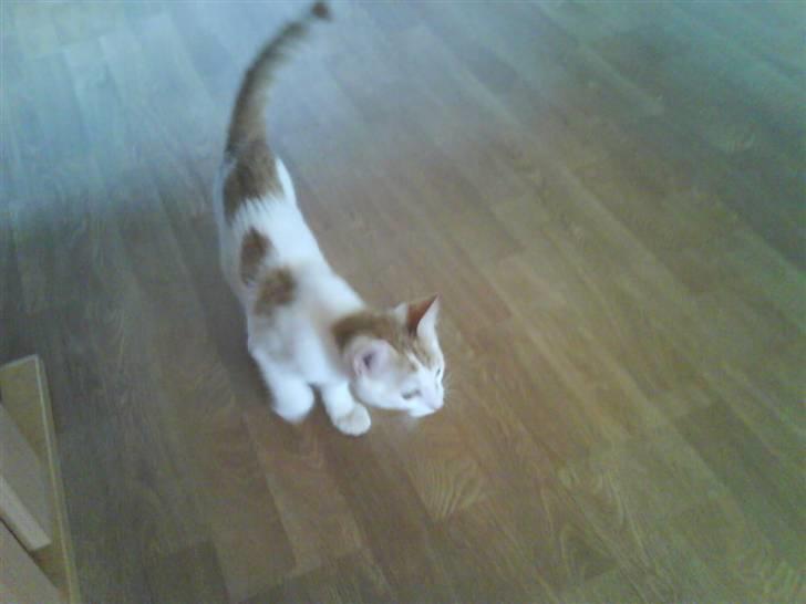 Blanding af racer Charlie billede 5