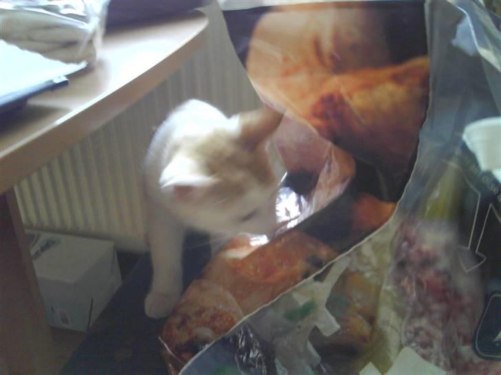 Blanding af racer Charlie billede 6