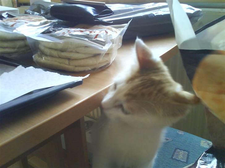 Blanding af racer Charlie billede 7