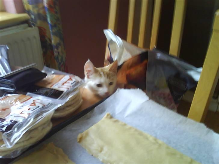 Blanding af racer Charlie billede 8