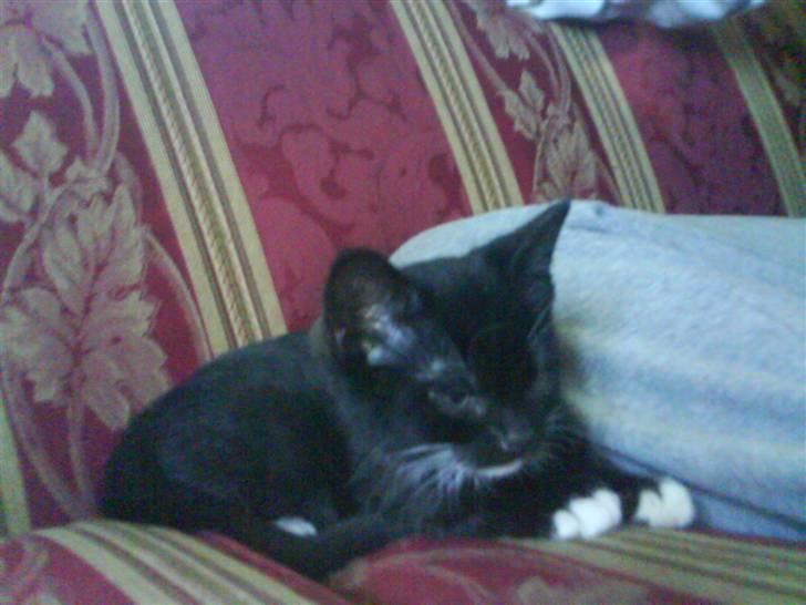 Huskat Mio Min Mio - Flyder i sofaen billede 8