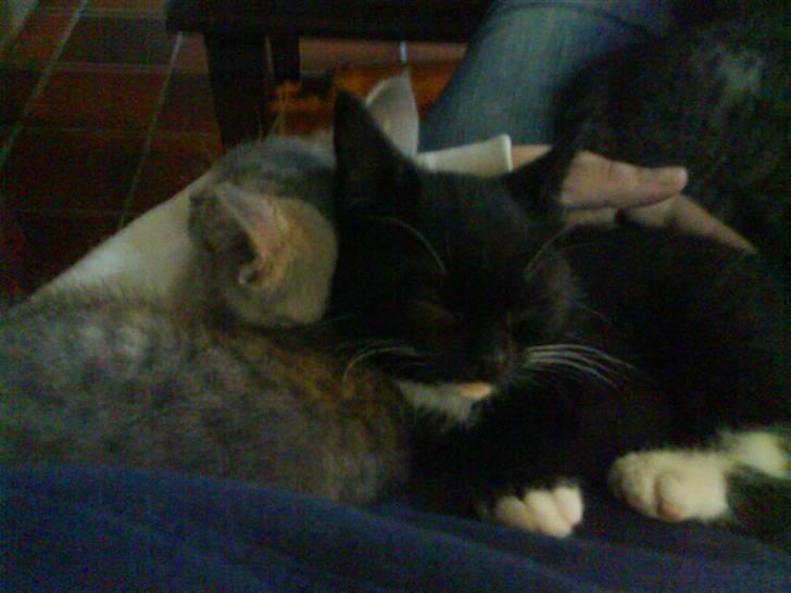 Huskat Mio Min Mio - trætte dyr... billede 9