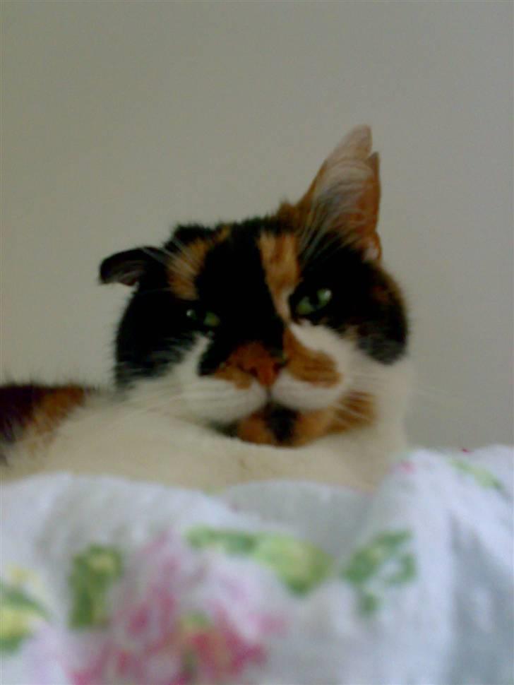 Huskat Emma billede 1