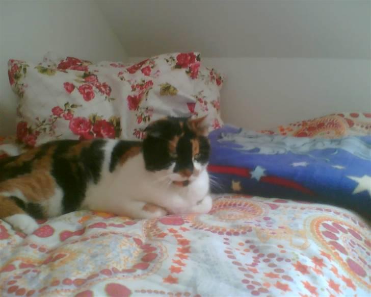 Huskat Emma billede 2