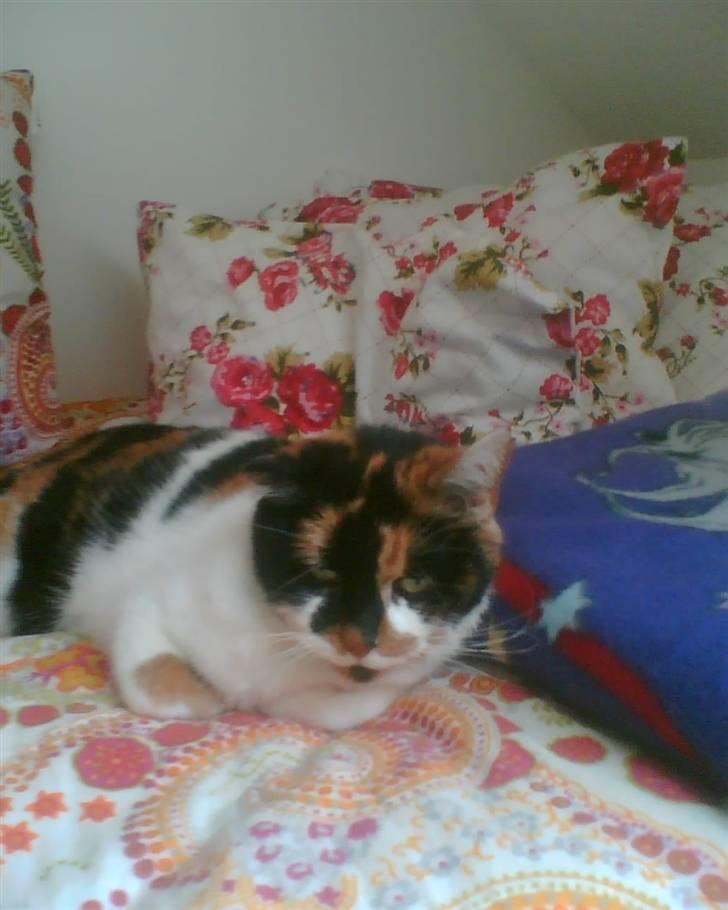 Huskat Emma billede 3