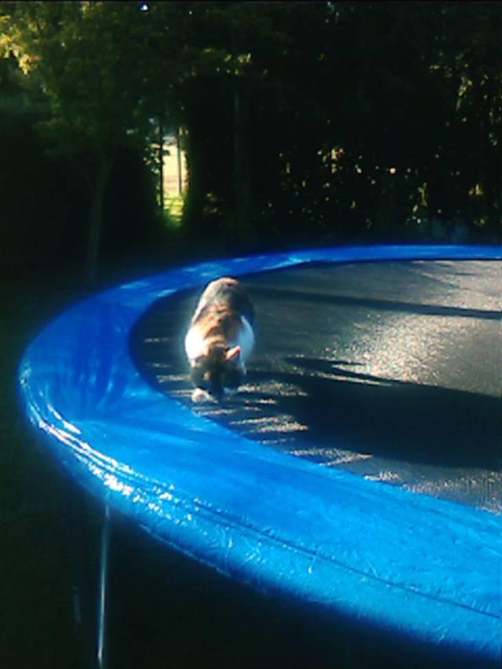 Huskat Emma billede 4