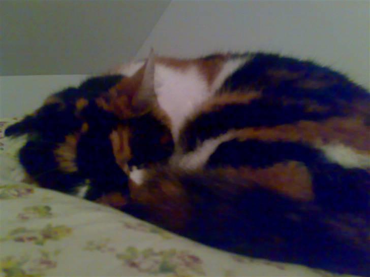 Huskat Emma billede 5