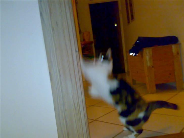 Huskat Emma billede 6