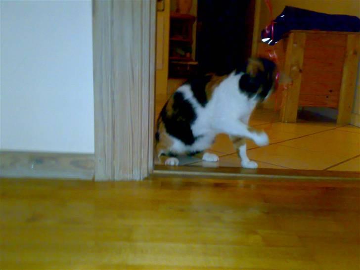 Huskat Emma billede 7