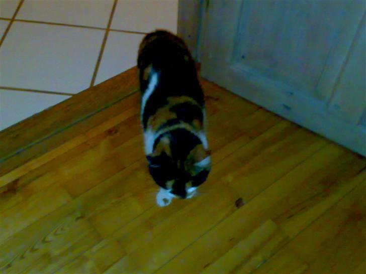 Huskat Emma billede 8