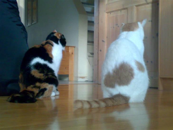 Huskat Emma billede 9