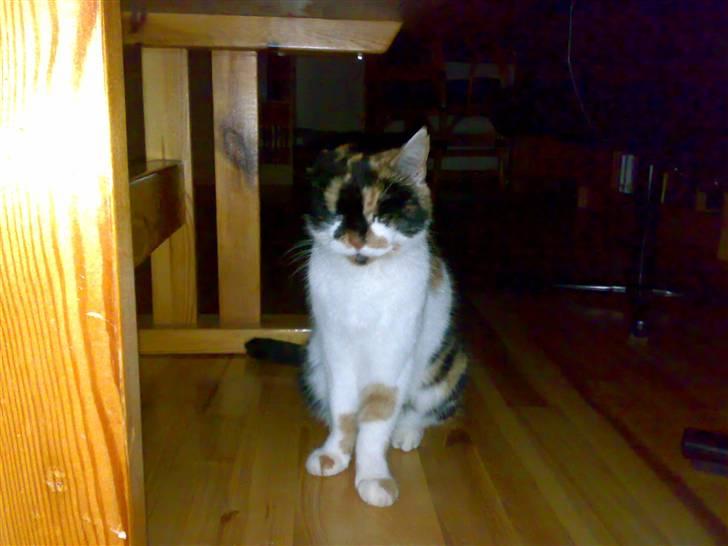 Huskat Emma billede 10