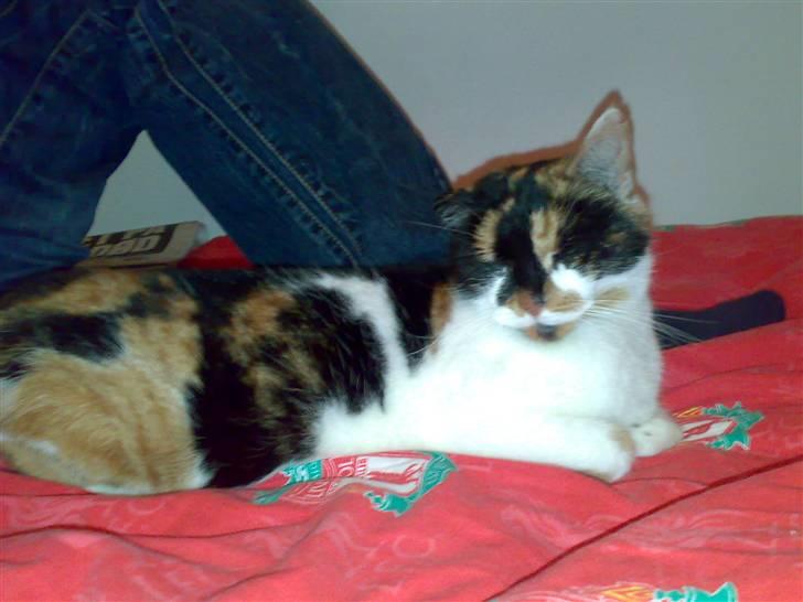 Huskat Emma billede 11