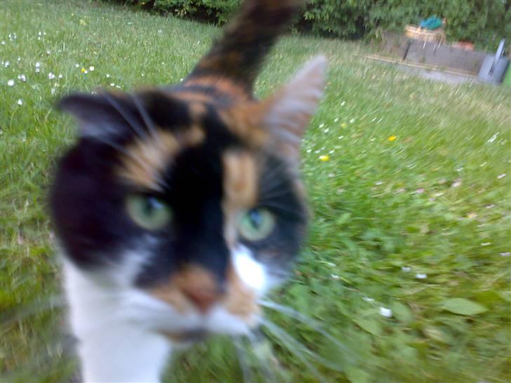 Huskat Emma billede 12