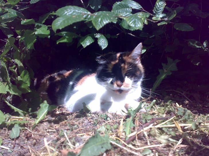 Huskat Emma billede 13