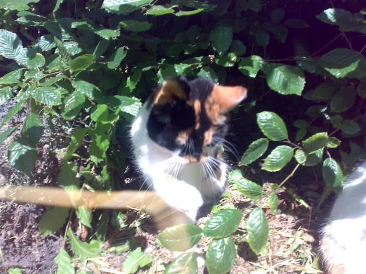 Huskat Emma billede 14