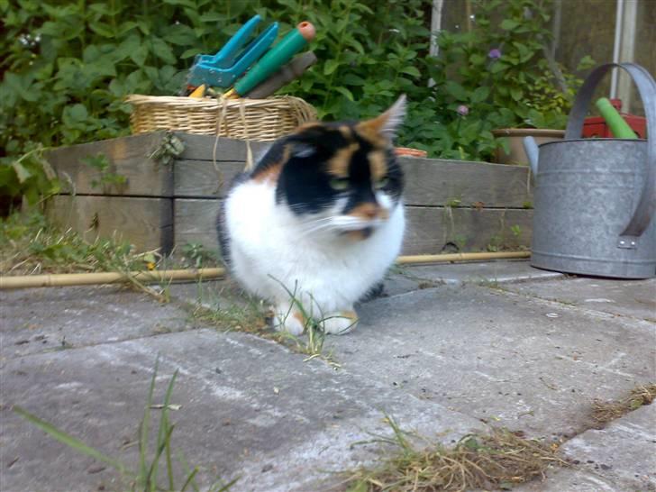 Huskat Emma billede 15