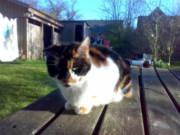 Huskat Emma billede 16