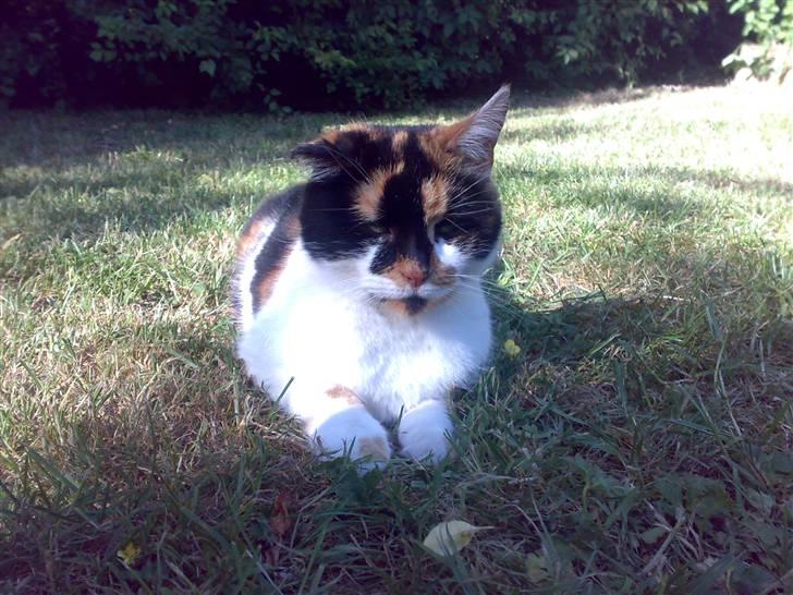 Huskat Emma billede 17