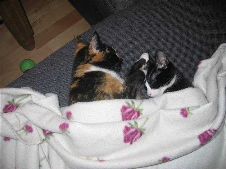 Huskat Luna - Luna trøster Darling der har forstækt en muskel i benet. "Stakkels mor..." billede 4