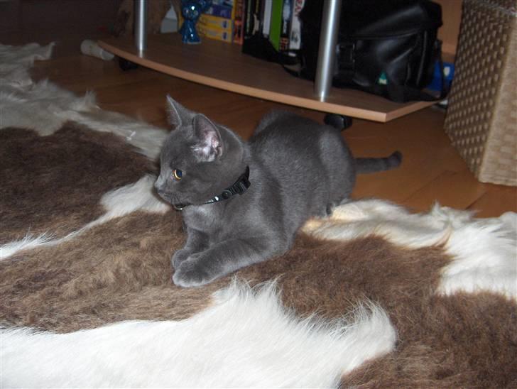 Russian Blue Cesar - Cesar´s første dag hos mig billede 1