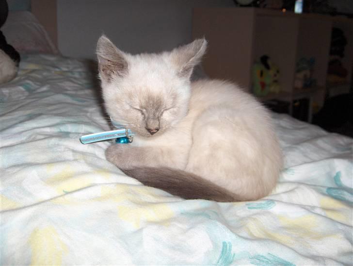 Blanding af racer Sjuske  - † 24/11.2010 † - Sjuske da jeg fik hende billede 1