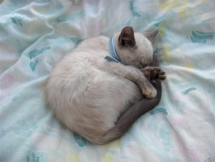 Blanding af racer Sjuske  - † 24/11.2010 † - Sød når der skal soves billede 2