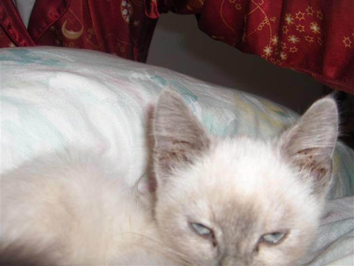 Blanding af racer Sjuske  - † 24/11.2010 † - Hvis øjne kunne dræbe billede 3