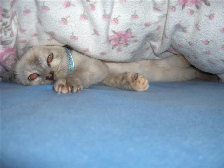 Blanding af racer Sjuske  - † 24/11.2010 † - SÅ LAD MIG DOG SOVE!!! billede 4